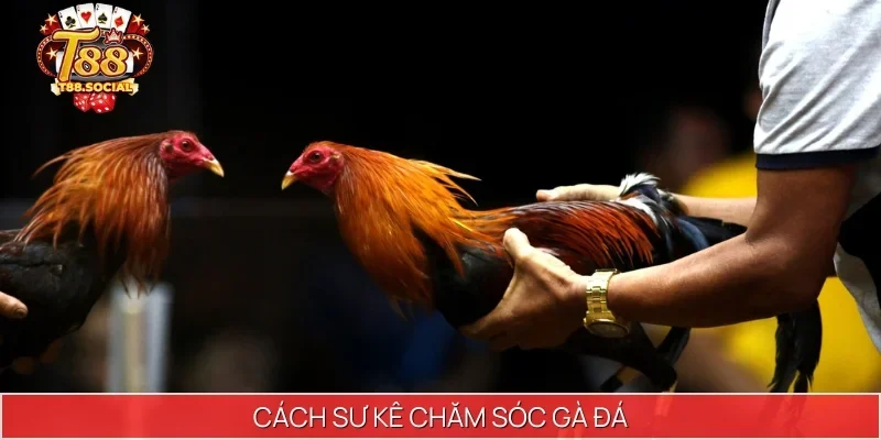 cách sư kê chăm sóc gà đá