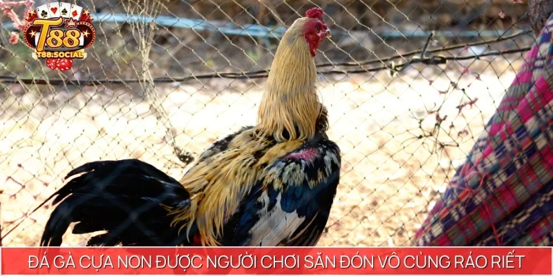 Đá gà cựa non được người chơi săn đón vô cùng ráo riết
