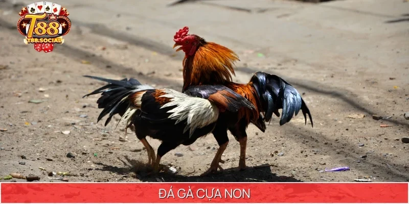 đá gà cựa non