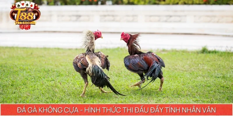 Đá gà không cựa - Hình thức thi đấu đầy tính nhân văn