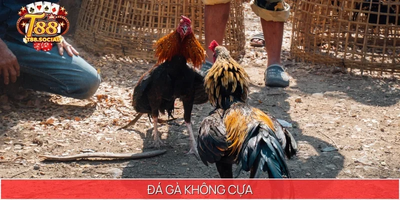đá gà không cựa