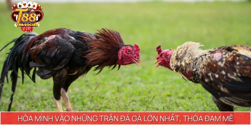 Hòa mình vào những trận đá gà lớn nhất, thỏa đam mê