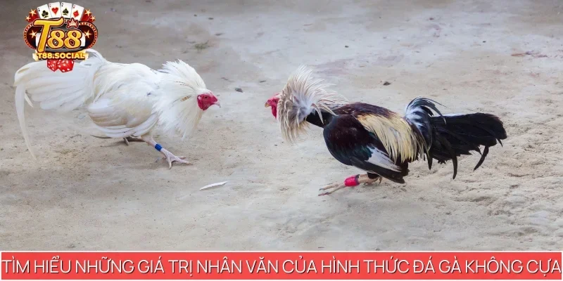 Tìm hiểu những giá trị nhân văn của hình thức đá gà không cựa