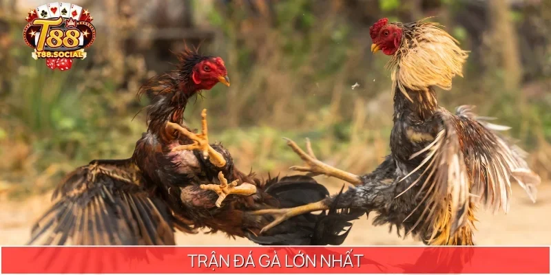 Trận đá gà lớn nhất