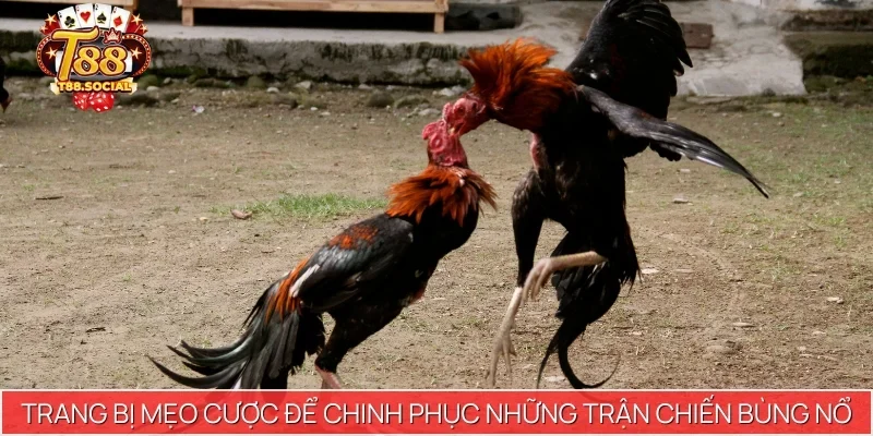 Trang bị mẹo cược để chinh phục những trận chiến bùng nổ