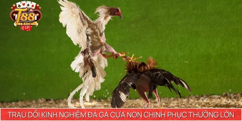Trau dồi kinh nghiệm đá gà cựa non chinh phục thưởng lớn